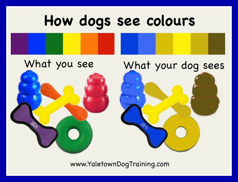 How Dogs See Colours Yaletown Dog Training