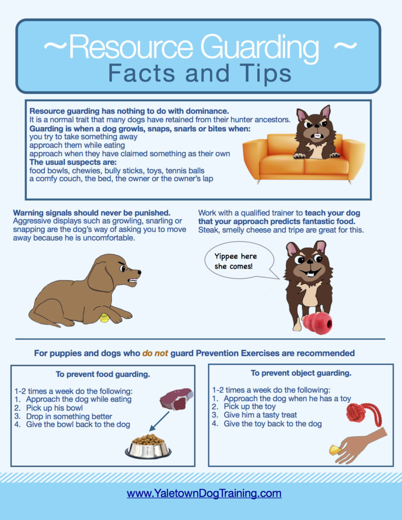 III. Common Triggers for Resource Guarding in Dogs