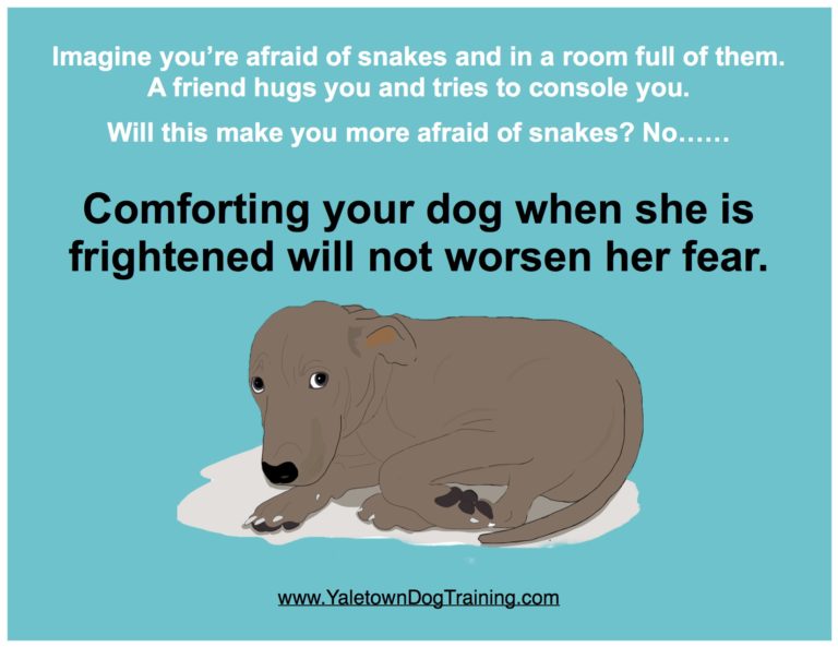 comforting-a-frightened-dog-will-not-worsen-her-fear-yaletown-dog-training